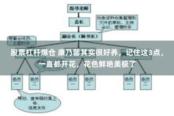 股票杠杆爆仓 康乃馨其实很好养，记住这3点，一直都开花，花色鲜艳美极了